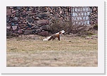 5  kettu fox 6036 * 900 x 600 * (513KB)